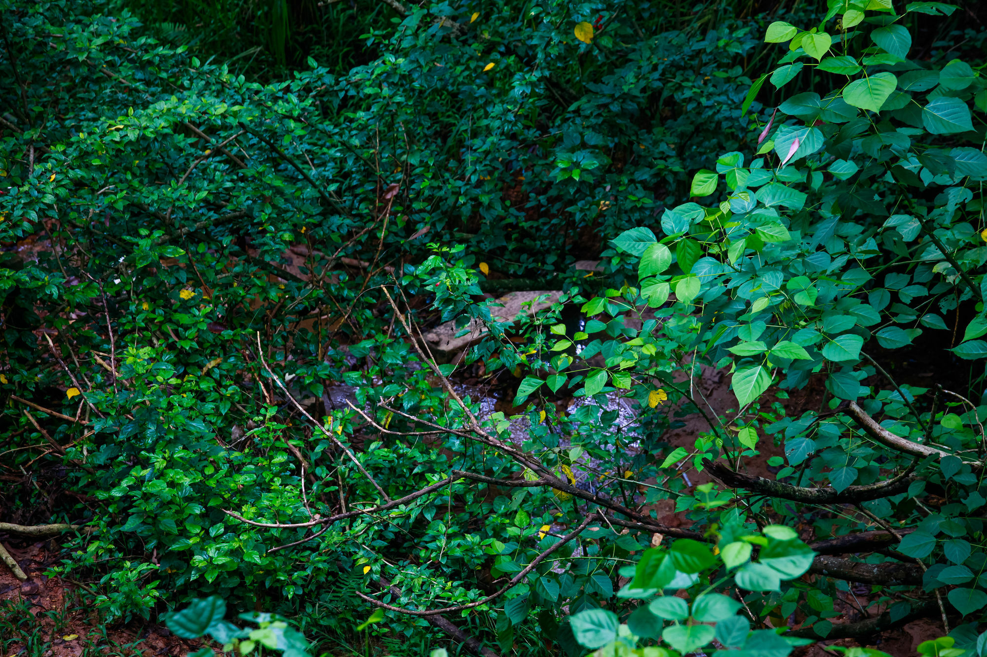 Ella Ecolodge Zewnętrze zdjęcie